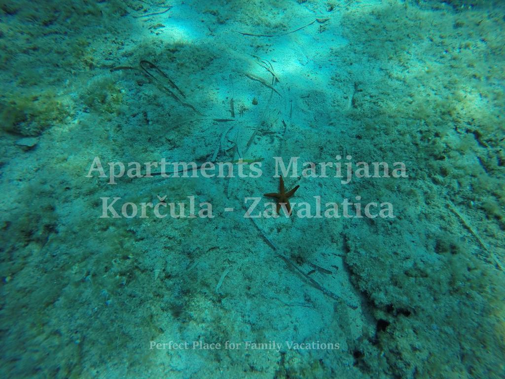 Apartments Marijana Завалатица Экстерьер фото